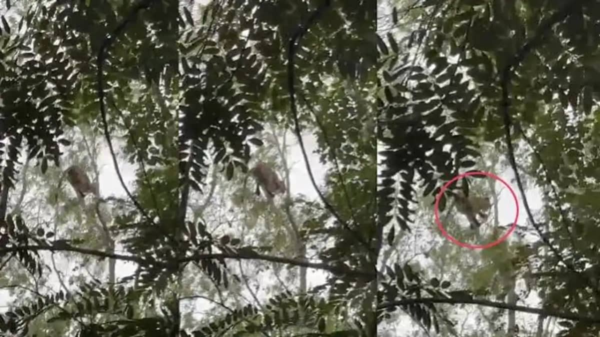 తిరుమల మెట్ల మార్గంలో చెట్టుపై చిరుత.. పరుగులు తీసిన భక్తులు