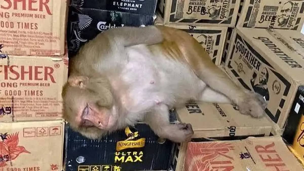 Viral Vedio | లిక్కర్ షాపులో ఫుల్‌గా మందుకొట్టి ప‌డుకున్న కోతి