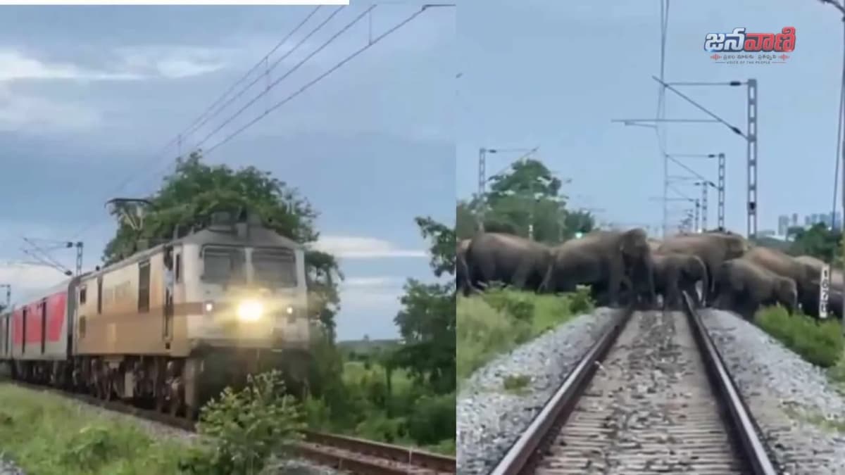 ఏనుగుల కోసం ఆగిన రాజధాని ఎక్స్‌ప్రెస్.. అసోంలో అరుదైన దృశ్యం!