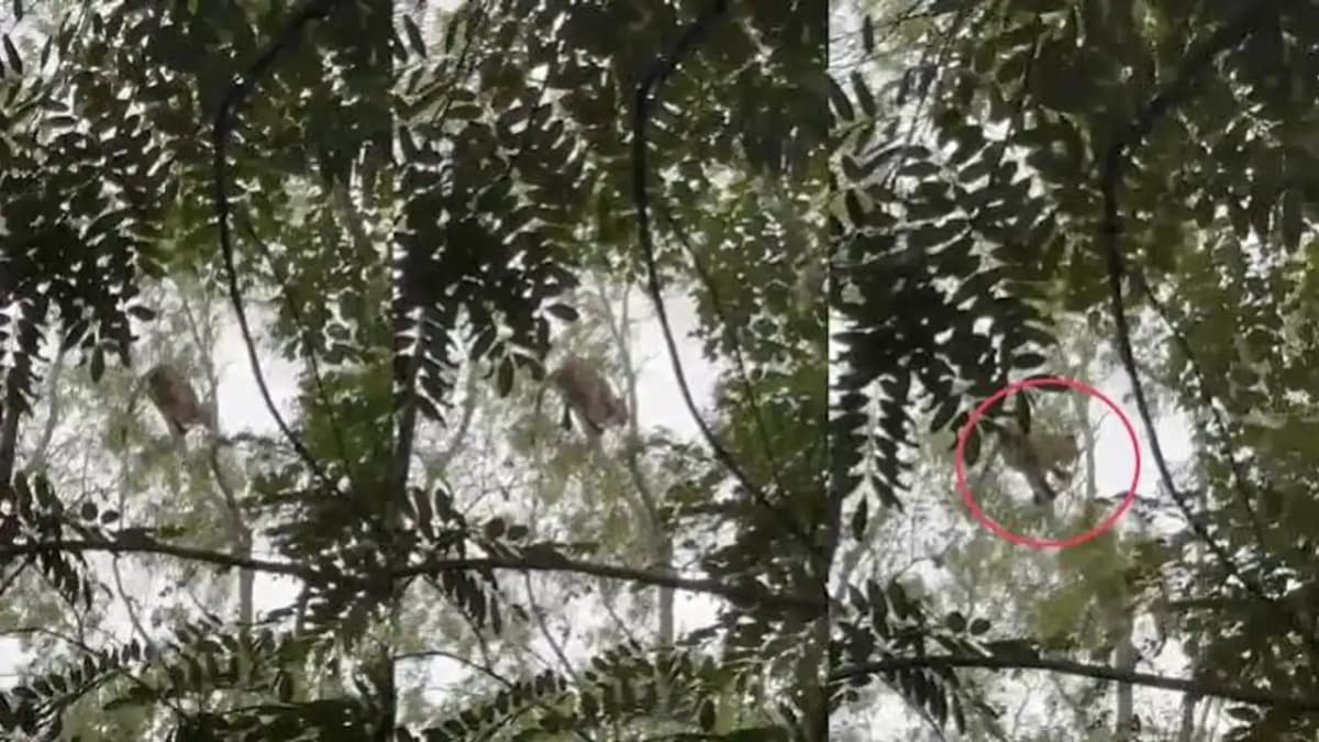 తిరుమల మెట్ల మార్గంలో చెట్టుపై చిరుత.. పరుగులు తీసిన భక్తులు
