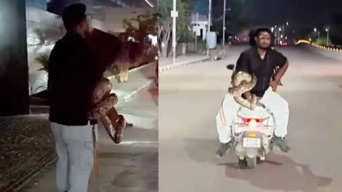 Hyderabad: ఐటీ కంపెనీ ముందు భారీ కొండచిలువ..ఆ తర్వాత ఏం జరిగిందంటే?